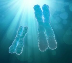 ÉVOLUTION et fécondité: Le chromosome Y ou le sexe masculin est-il menacé? – PNAS