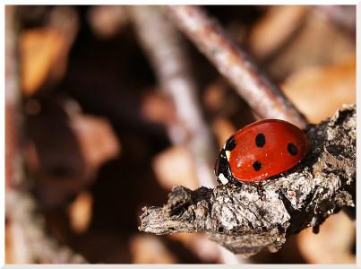 coccinelle