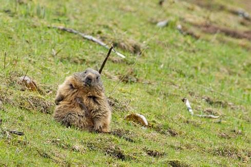Marmottes neuchateloises…