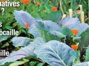 Focus dernier Saisons jardin bio…