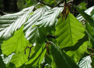 Fraicheur de la forêt lorraine