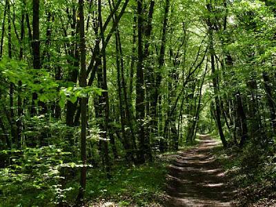 Fraicheur de la forêt lorraine