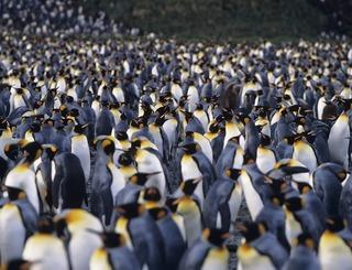 pinguins