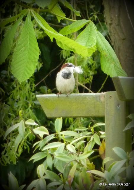 grosse journée chez les Mésanges !
