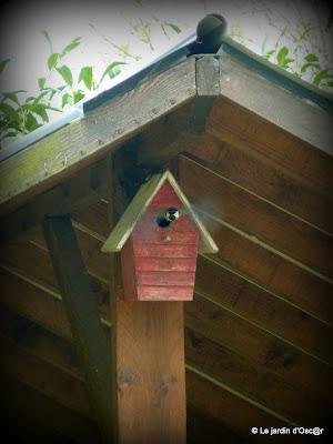 grosse journée chez les Mésanges !