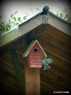 grosse journée chez les Mésanges !