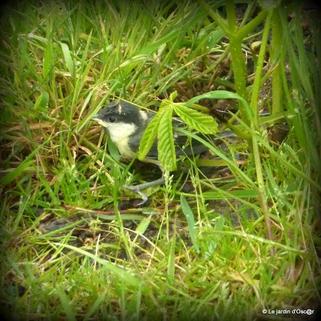 grosse journée chez les Mésanges !