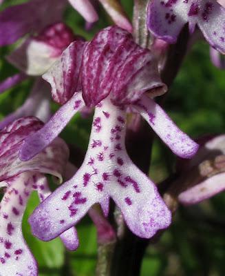 Orchis hybride militaire x pourpre