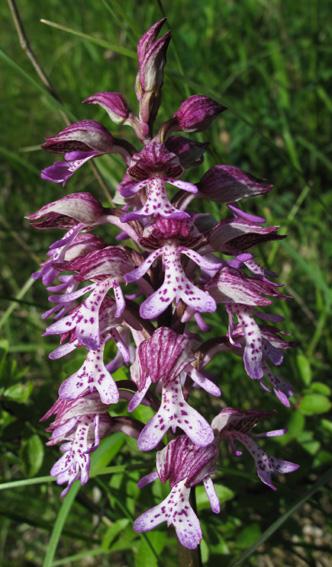 Orchis hybride militaire x pourpre