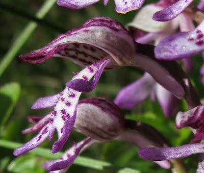 Orchis hybride militaire x pourpre