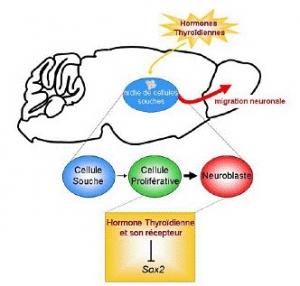 THYROÏDE: Les hormones thyroïdiennes font la vitalité de nos neurones – Cell Stem Cell