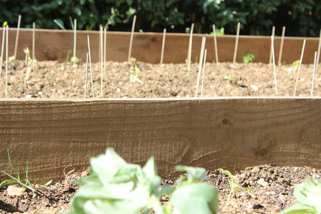 La nature on ne fait pas qu’en parler, on la fait aussi pousser !