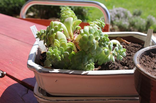 La nature on ne fait pas qu’en parler, on la fait aussi pousser !