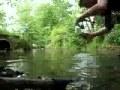 Pêche de la truite au leurre d'ultra léger