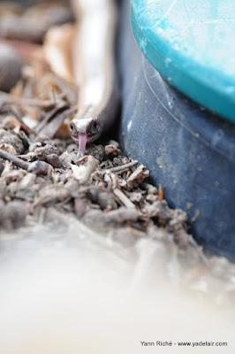 L'orvet n'est pas un serpent