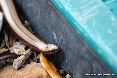 L'orvet n'est pas un serpent L'orvet n'est pas un serpent