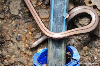 L'orvet n'est pas un serpent