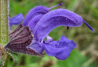 Du bleu : Bugle, Ancolie et Sauge