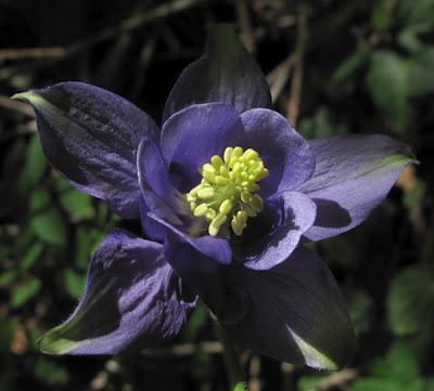 Du bleu : Bugle, Ancolie et Sauge