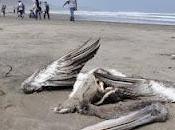 Deux mille oiseaux retrouvés morts plages chiliennes
