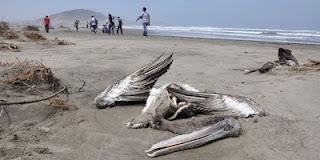 Deux mille oiseaux retrouvés morts sur les plages chiliennes