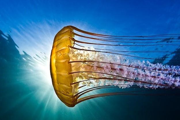 Les plus belles photos sous-marines de l’année