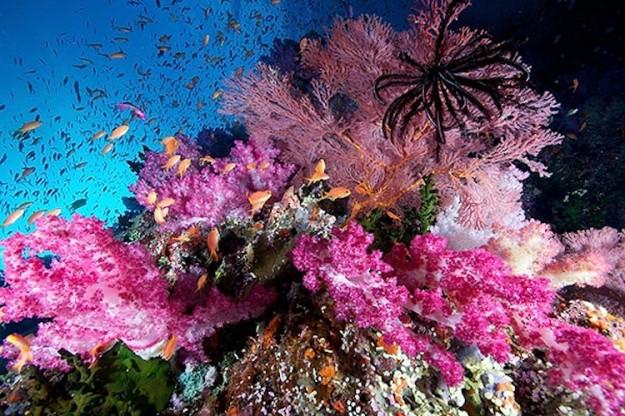 Les plus belles photos sous-marines de l’année