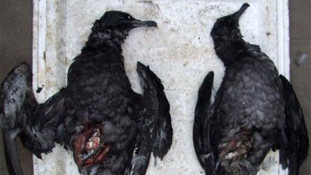 2000 oiseaux morts sur la plage