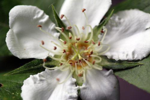 mespilus germanica styles mai 2012 043.jpg