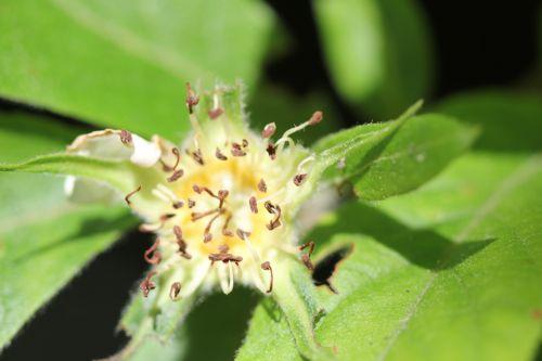 mespilus germanica styles vieux mai 2012 048.jpg