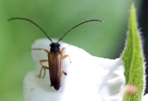 mespilus germanica longicorne 12 mai 2012 024.jpg