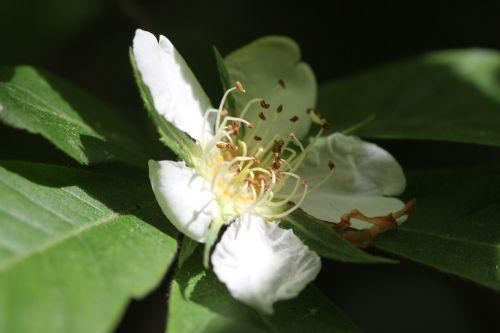 4 mespilus germanica mai 2012 017.jpg