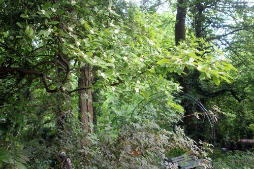 1 mespilus germanica mai 2012 001.jpg