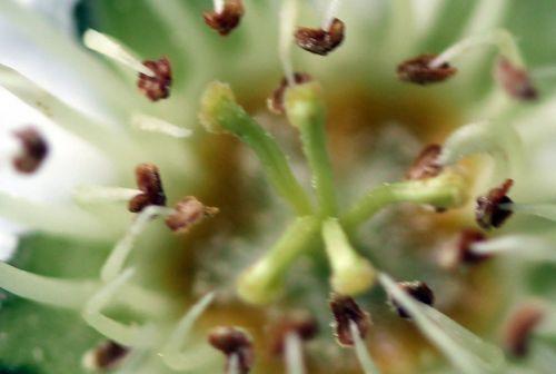 mespilus germanica styles rec 12 mai 2012 043.jpg