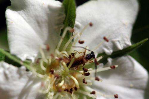 mespilus germanica longicorne 12 mai 2012 007.jpg