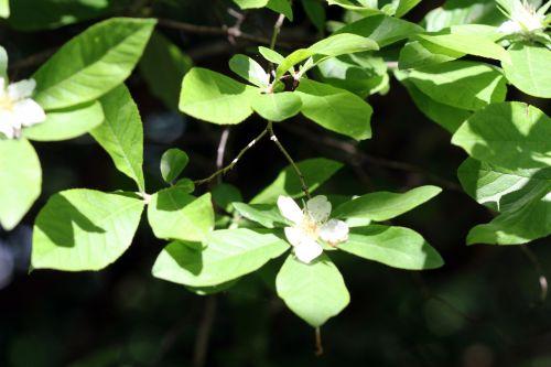 2 mespilus germanica mai 2012 034.jpg
