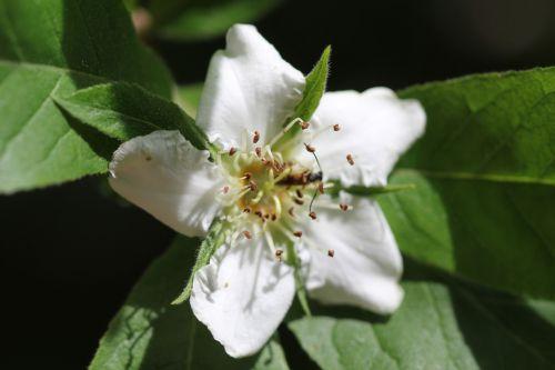 3 mespilus germanica mai 2012 014.jpg
