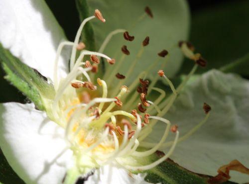 5 mespilus germanica coeur mai 2012 017.jpg