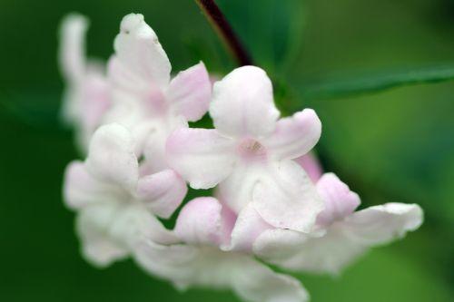 6 lonicera syringantha romi 11 mai 2012 091.jpg