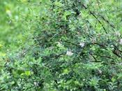 Lonicera syringantha