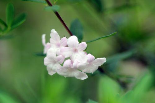 5 lonicera syringantha romi 11 mai 2012 089.jpg