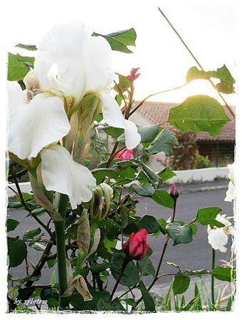 iris blanc et rosier 1 13 05 2012
