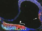SURDITÉ: thérapie génique récrée cellules ciliées sensorielles Journal Neuroscience