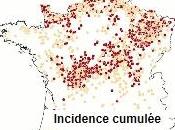 VIRUS SCHMALLENBERG: étude néerlandaise écarte risque pour l’Homme Centre Ressouces d’Epidémiosurveillance