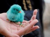 Twitter drôle d'animal