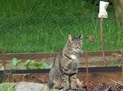 Gribouille, chatte gardienne buttes