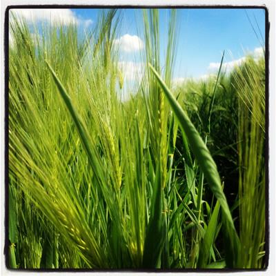 La ferme aux pilifs - champs de blé