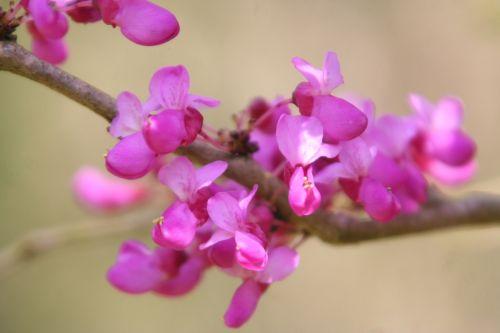 cercis chinensis barres 9 avril 2011 096.jpg