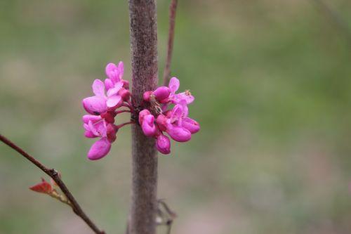 cercis chinensis romi 5 13 avril 2012 046.jpg