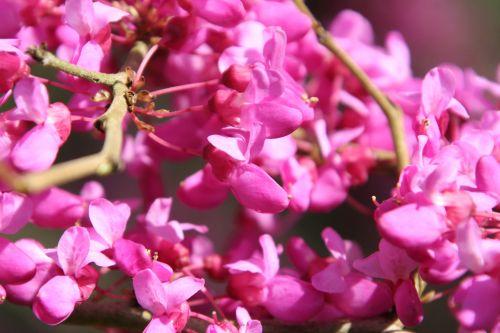 cercis chinensis barres 9 avril 2011 097.jpg